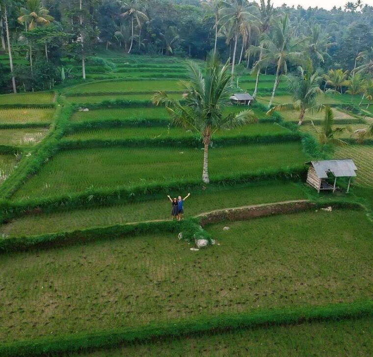 tetebatu-waterfall-rice-fields-monkey-forest-full-day