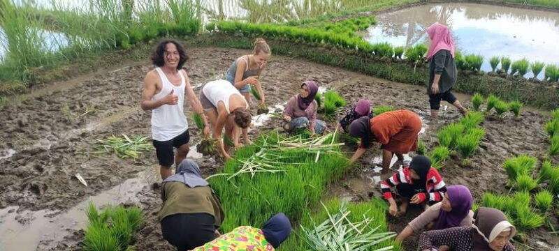 tetebatu-waterfalls-spices-rice-terrace-monkey-forest