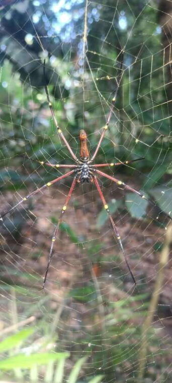 tetebatu-waterfalls-spices-rice-terrace-monkey-forest