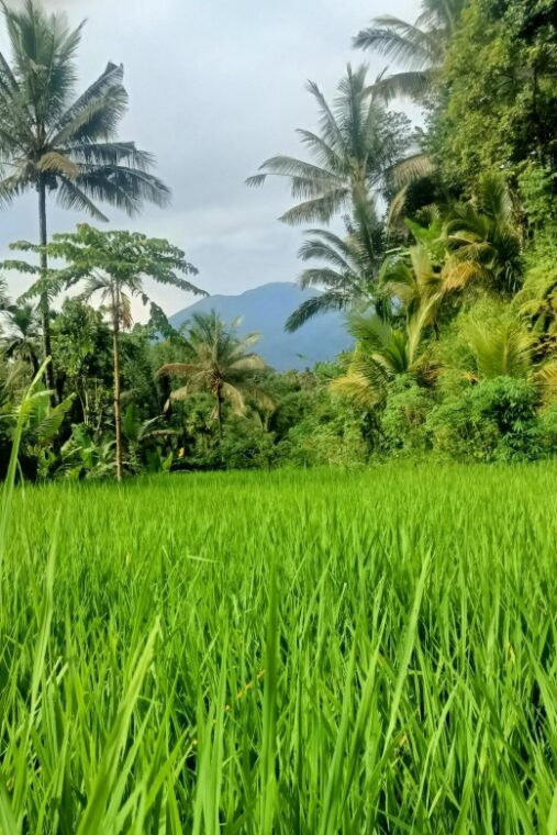 tetebatu-waterfalls-spices-rice-terrace-monkey-forest
