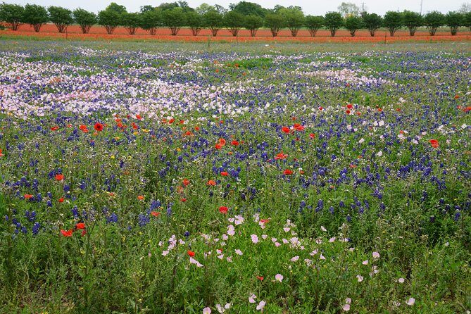 Texas Hill Country and LBJ Tour From San Antonio - An In-Depth Look at the Tour Experience