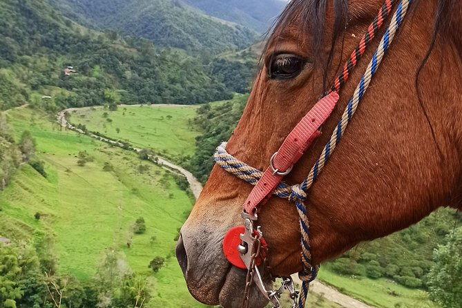 the-acacias-coffe-farm