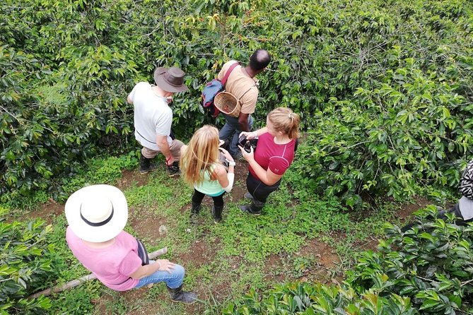 the-acacias-coffe-farm