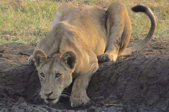 The Admirable Mikumi National Park - 2 Days - An In-Depth Look at the 2-Day Mikumi Safari