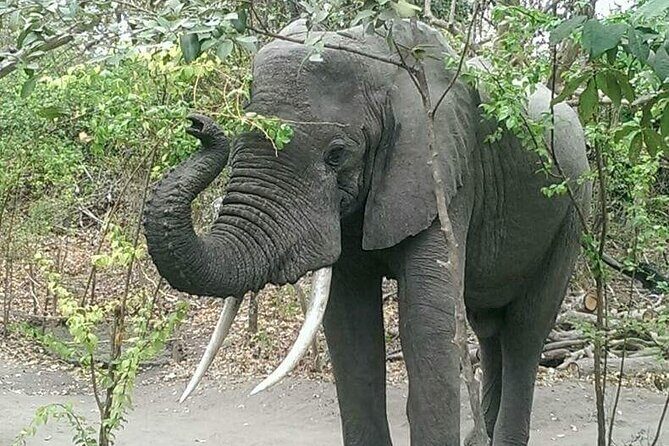 The Admirable Mikumi National Park - 2 Days - Frequently Asked Questions