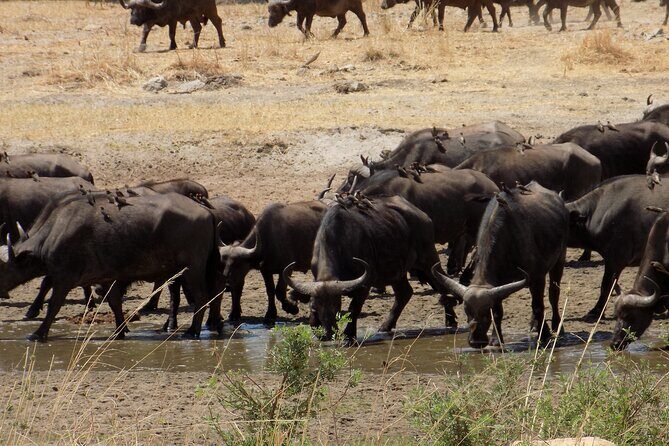 The Amaizing Private Day Trip to the lovely Arusha National Park - Who Will Enjoy This Tour Most?