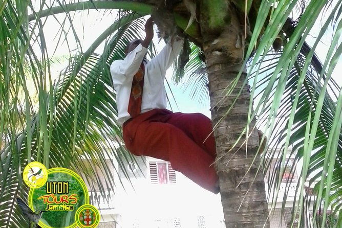 the-amazing-montego-bay-tour