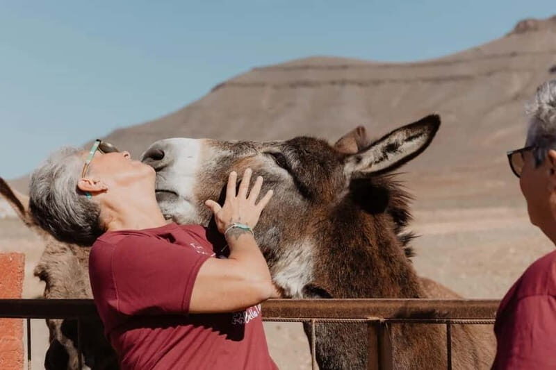The Animal Academy - Shelter Tour - Why This Tour Offers True Value