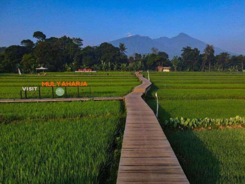 the-beautiful-garden-rice-terrace-and-waterfall-in-bogor