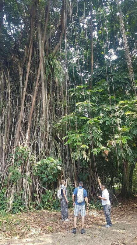 the-beautiful-garden-rice-terrace-and-waterfall-in-bogor