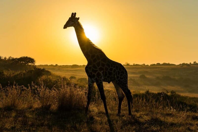 The Best 10 Days Private & Luxury Tanzania Safari - Tours - Key Points