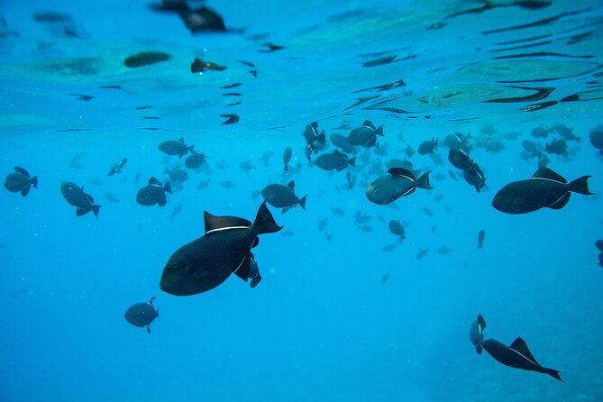 the-best-2-5-hour-molokini-snorkel-tour-whale-watch
