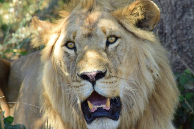 The Best 4 Days 3-Night Tanzania Private Luxury Big-5 Safari Tour - What Could Be Better