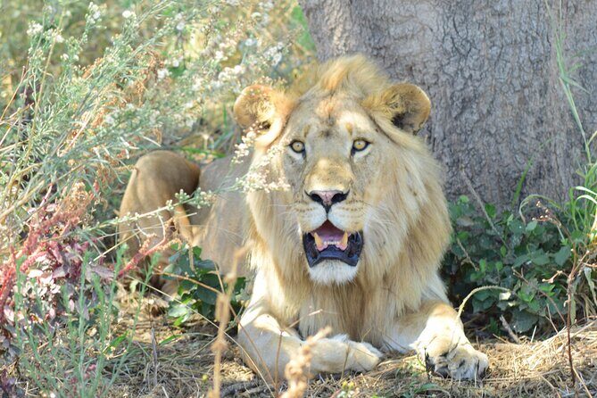 The Best 4 Days 3-Night Tanzania Private Luxury Big-5 Safari Tour - FAQs