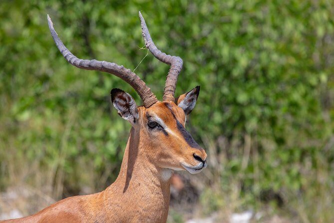 The Best 4 Days 3-Night Tanzania Private Luxury Big-5 Safari Tour - Final Thoughts