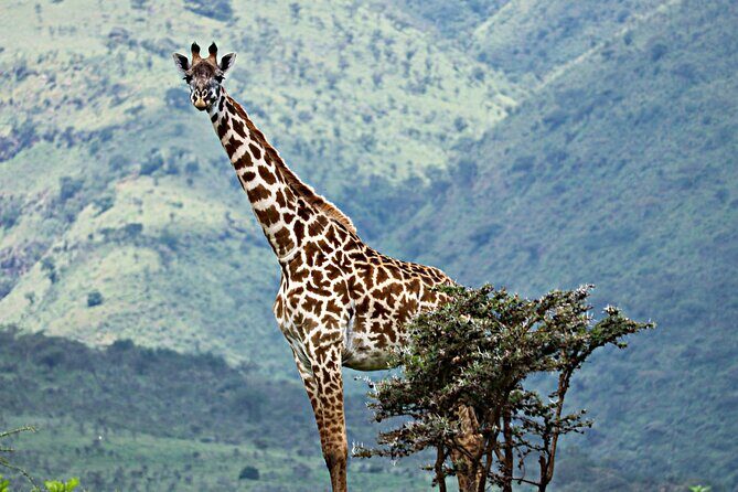 The Best 4 Days Serengeti & Ngorongoro Private Mid-range Safari - The Sum Up