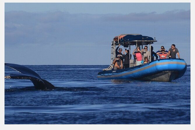 the-best-8-am-1-5-hour-whale-watching-tour