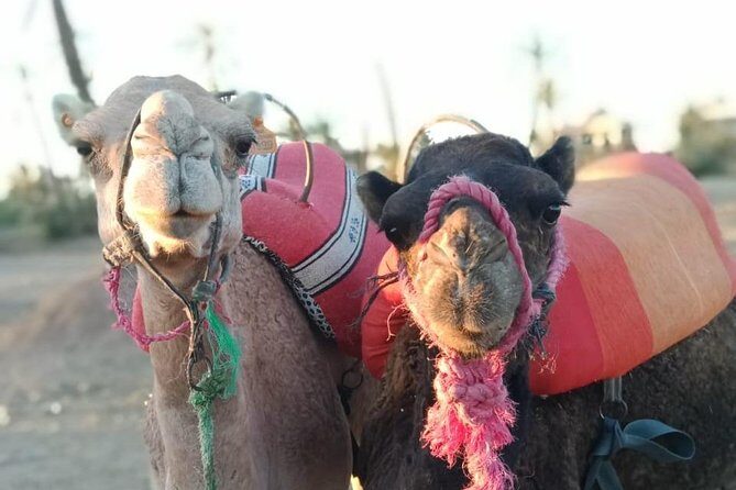 the best Camel ride exp in desert of Marrakech - Who Would Love This Tour?