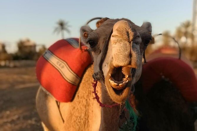 the best Camel ride exp in desert of Marrakech - Final Thoughts