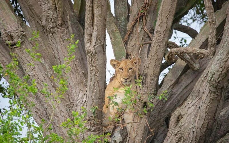 The Best Guide for the 3-Day Masai Mara Safari from Nairobi - What Makes This Safari Stand Out?