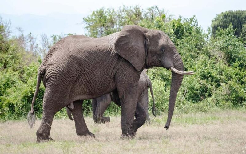 The Best Guide for the 3-Day Masai Mara Safari from Nairobi - Detailed Breakdown of the Itinerary