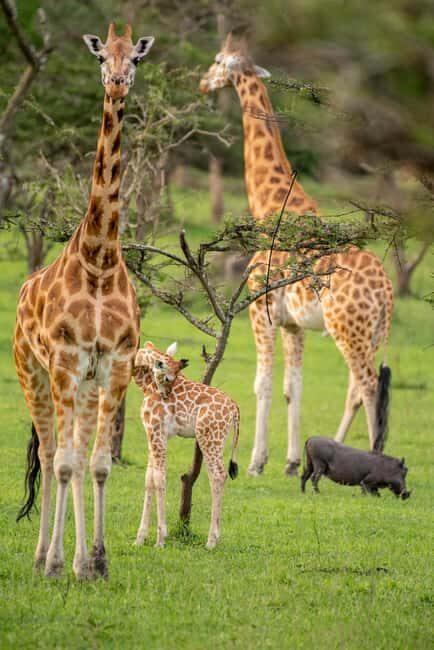 The Best Guide for the 3-Day Masai Mara Safari from Nairobi - The Practicalities: Transport, Timing, and Group Size