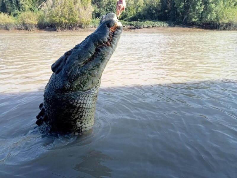 The best Litchfield Tour and the best Crocodile Cruise VIP - An In-Depth Look at the VIP Litchfield & Crocodile Cruise Experience