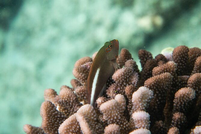 the-best-maui-3-hour-molokini-and-turtle-town-snorkel