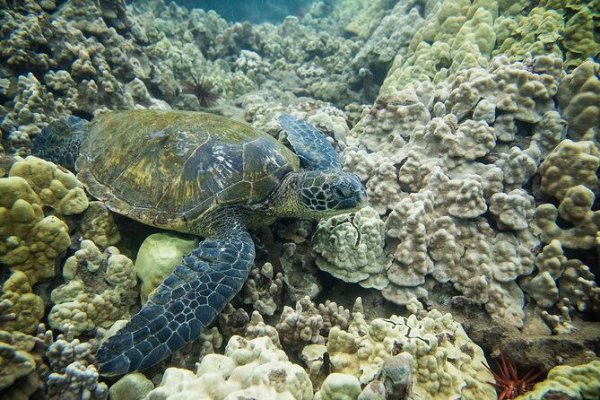 the-best-maui-3-hour-molokini-and-turtle-town-snorkel