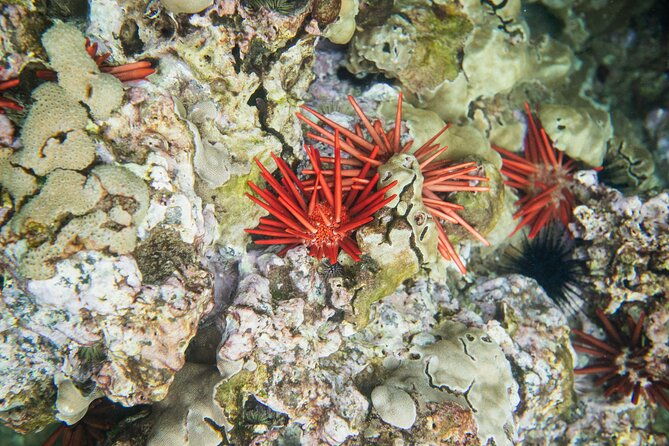 the-best-maui-3-hour-molokini-and-turtle-town-snorkel