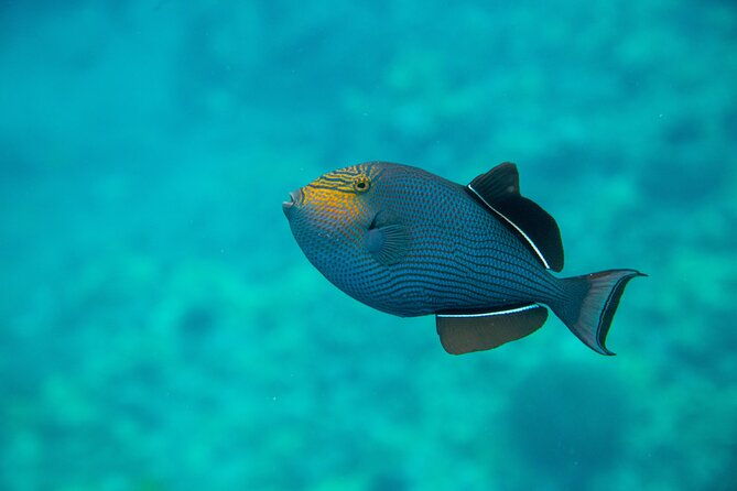 the-best-maui-3-hour-molokini-and-turtle-town-snorkel