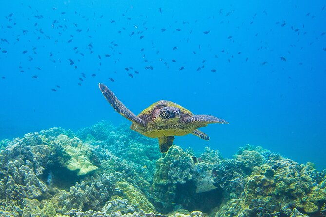 the-best-maui-3-hour-molokini-and-turtle-town-snorkel