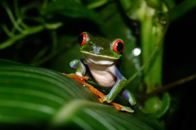 the-best-of-tortuguero-canoe-hike-and-night-tour-turtle-in-jul-oct
