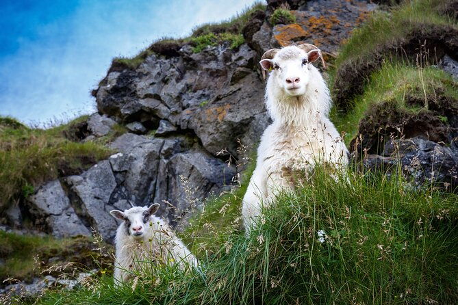 the-best-of-vestmannaeyjar-with-ebbi