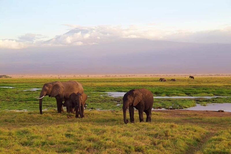 The Best Overnight Private Safaris to Amboseli National Park - Experiences from Past Travelers