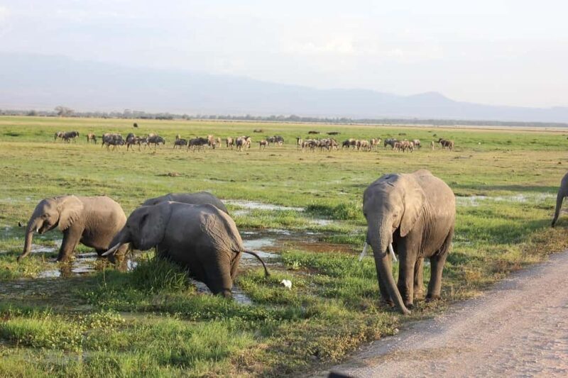 The Best Overnight Private Safaris to Amboseli National Park - Who Is This Tour Best For?