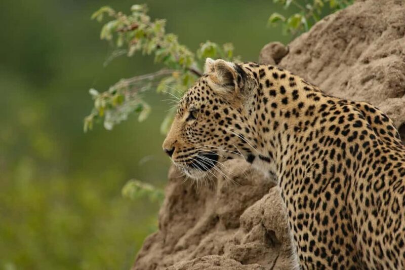 The Best Overnight Private Safaris to Amboseli National Park - Final Thoughts