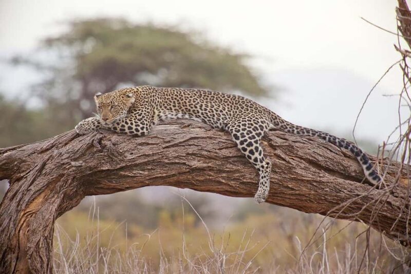 The Best Overnight Private Safaris to Amboseli National Park - FAQs