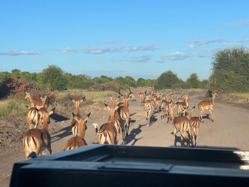 The Best Private Cape Town Safari Day Trip - Aquila Big 5 - Key Points