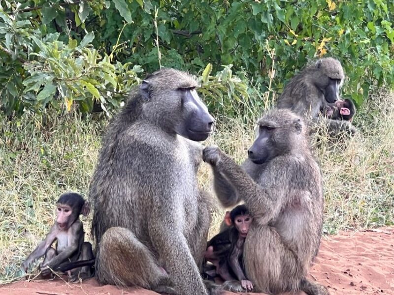 The Best Private Cape Town Safari Day Trip - Aquila Big 5 - An In-Depth Look at the Safari Experience