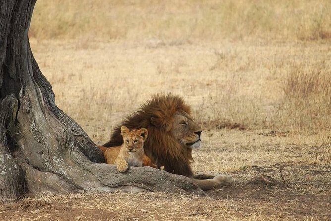 The best Selous 1 day safari from Zanzibar - Exploring the Best Selous 1-Day Safari from Zanzibar