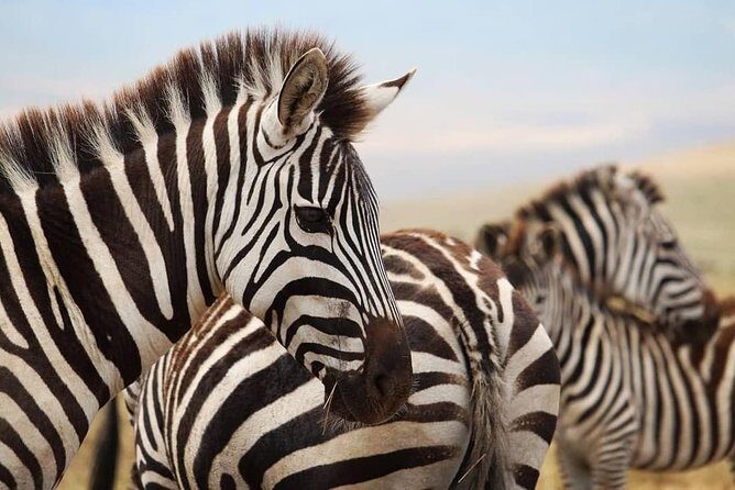 The best Selous 1 day safari from Zanzibar - Key Points