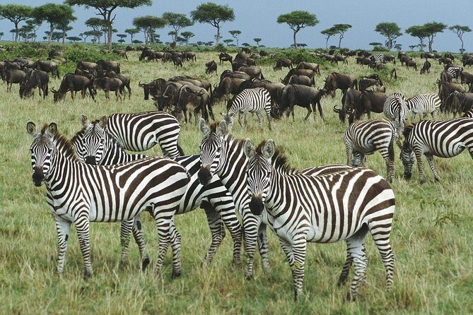 The best Selous 1 day safari from Zanzibar - What’s Included and What’s Not