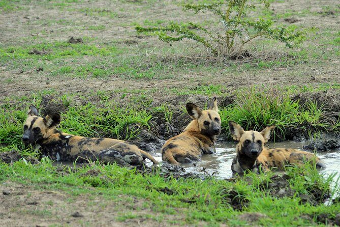 The best Selous 1 day safari from Zanzibar - The Experience from Traveler Insights