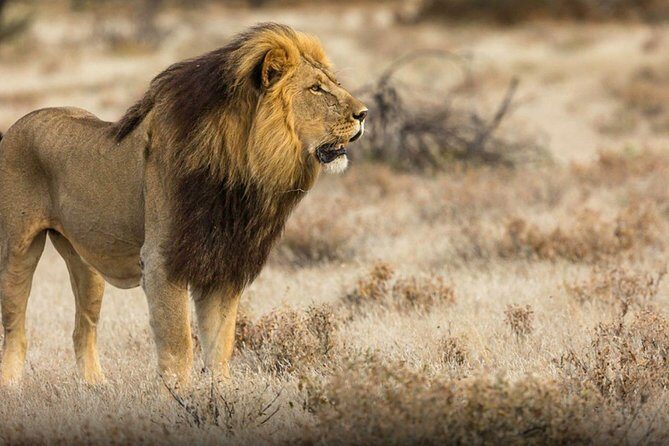 The best Selous 1 day safari from Zanzibar - FAQ
