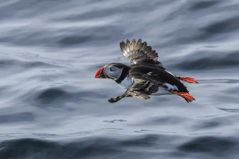 the-bird-safari-tour