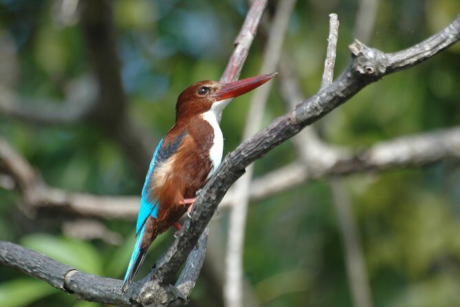 The birdwatchers quest:through the Swamp of Royal TreasureMuturajawela Wetlands - FAQ