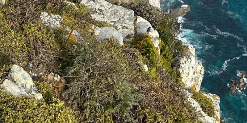 The Cape Peninsula: A Day of Coastal Elegance - Who Should Consider This Tour?