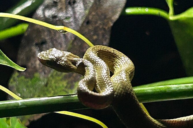 the-carpintera-night-tour-san-jose-hidden-nocturnal-wildlife