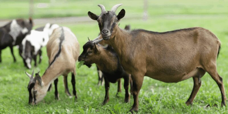 The cheeses and goats of the Roero. - Key Points